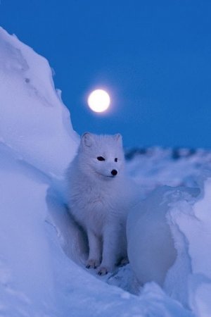 artic_fox.jpg