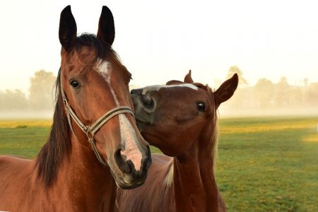 horses-3747374__480.jpg