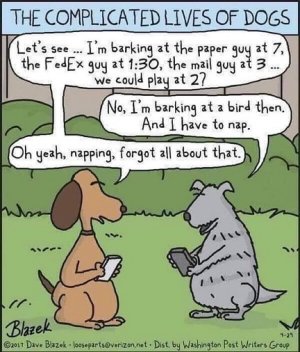 dogs life.jpg