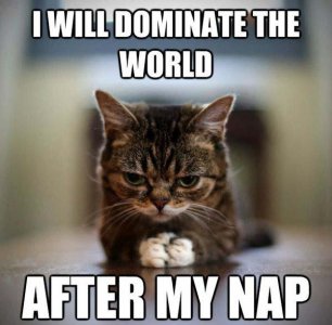 Popular-Pet-Memes.jpg