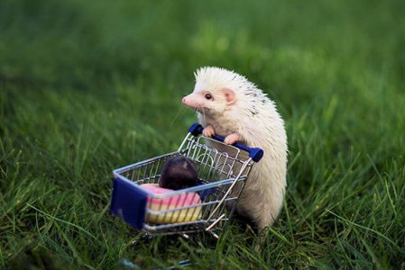 Hedgehog @.jpg