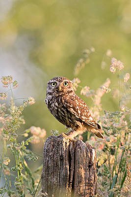 the-little-owl-roeselien-raimond.jpg