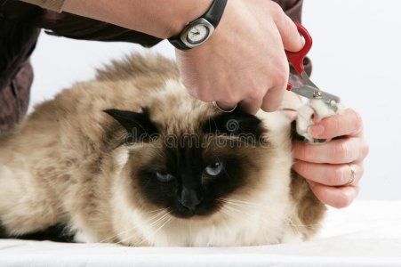 birman-white.jpg