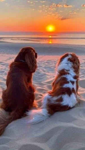 sunsetdogs.jpg