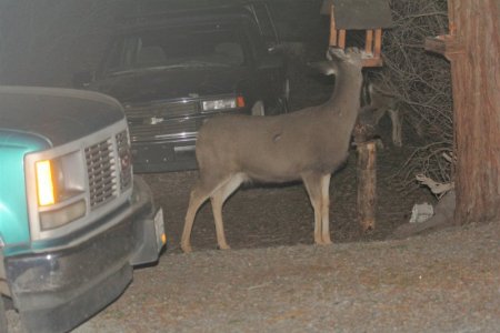 deer feeder.jpg