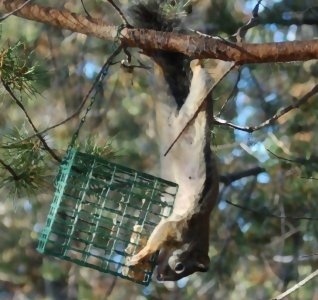 squirrel food.jpg