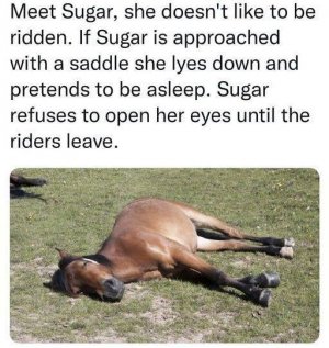 sugar.jpg