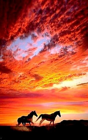 sunsethorsies.jpg
