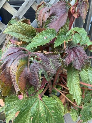 1675348683224.jpeg 1675348683224.jpeg