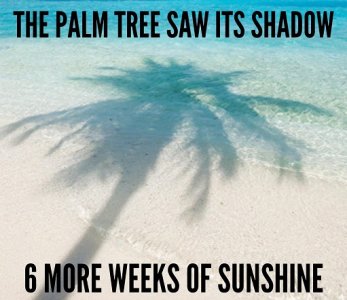 palm.jpg
