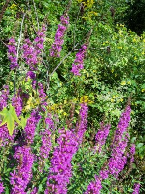 loosestrife3.jpg