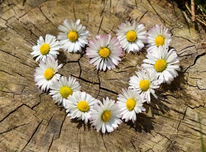 daisies-712892__480.jpg