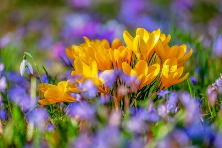 flower-4030138__480.jpg