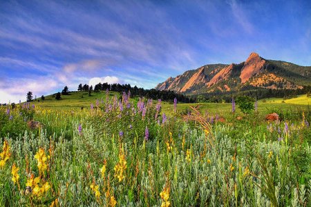colorado-wildflowers-scott-mahon.jpg