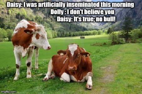 no bull..jpg