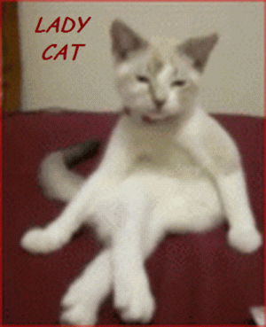 LADY CAT.gif