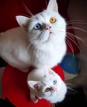 momanddaughtcats.jpg