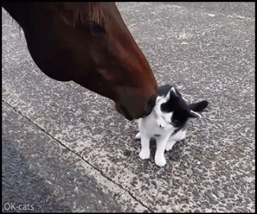 Horse Cat.gif