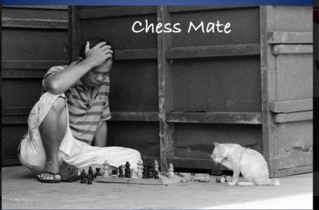 Chess mate.jpg
