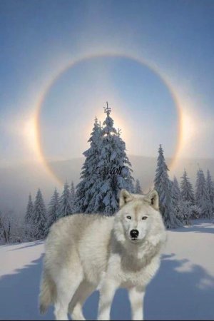 wolf.jpg
