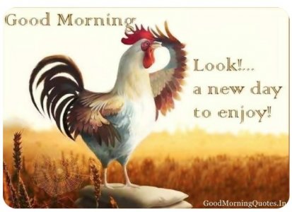 Good Morning Hen..jpg