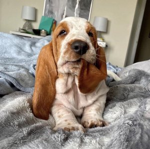 dog.jpg