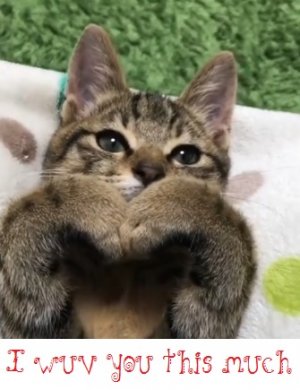 cat paws.jpg