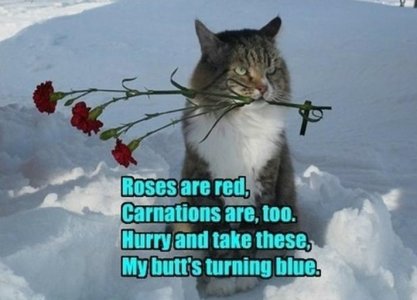 cat rose.jpeg