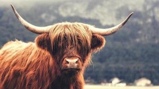 cow cap.jpg