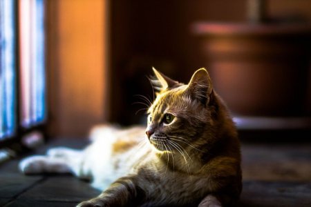 cat-140305__480.jpg