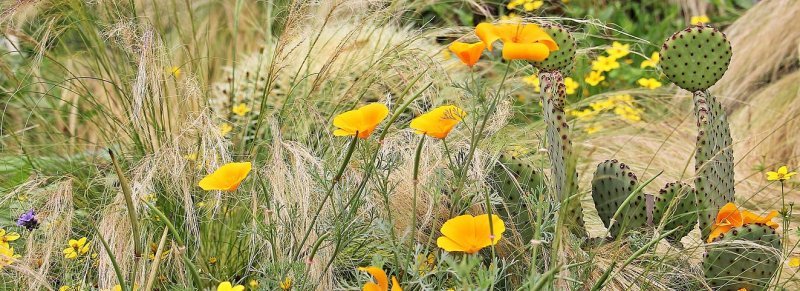 eschscholzia-californica-1525645__480.jpg