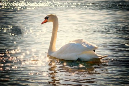 swan-2077219__480.jpg
