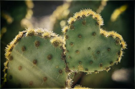 the-heart-of-a-cactus-saija-lehtonen.jpg