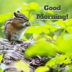 good morning 1.jpg