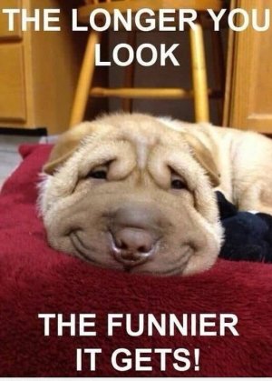 Funny Look (2).jpg