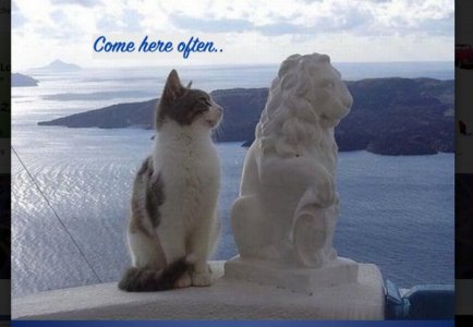 cat lion ..jpg