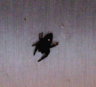 spider2-9-23.jpg