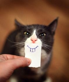 1beacb3a8674196d1f24255c2f7c372e--so-funny-funny-cats.jpg