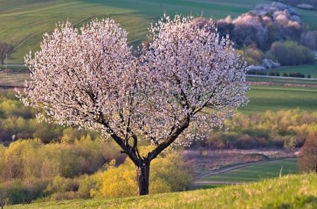 tree-5255288__480.jpg
