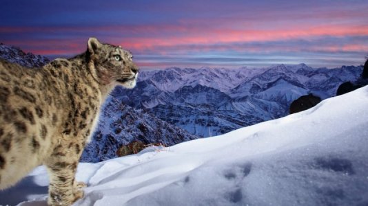 http __cdn.cnn.com_cnnnext_dam_assets_230208092009-04-wildlife-photographer-of-the-year-people...jpg
