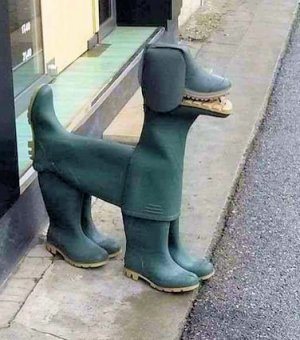 Dog @.jpg