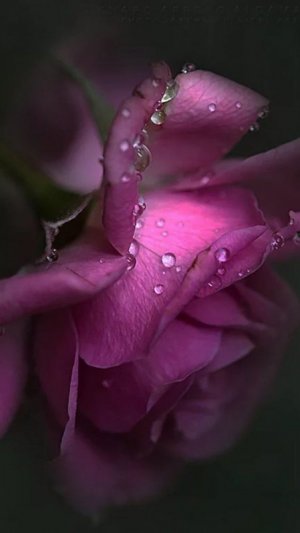 tumblr_bd6a81c564fb036109b9ac46fd6f5e7f_ac0f0cb5_1280.jpg