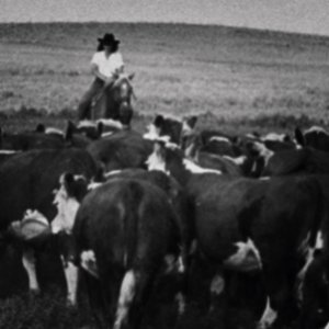 Q cattle drive EO standoff.jpg Q cattle drive EO standoff.jpg