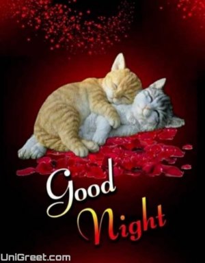 good-night-image-download-free-hd-800x1024.jpg