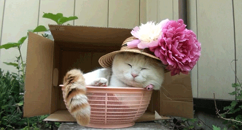 Cat1.gif