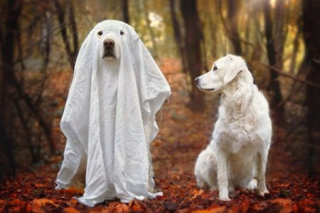 Ghost @.jpg
