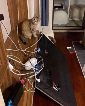 caturday 990.jpg