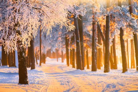 winter-forest-magical-sunlight-landscape-frosty-christmas-morning-new-year-background-133465391.jpg