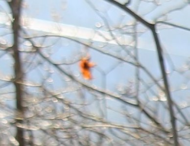 leaf.jpg