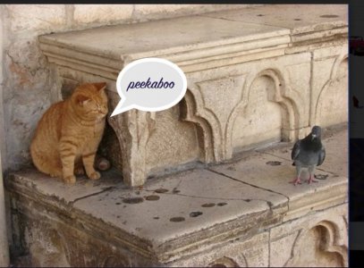 cat peek bird.jpg